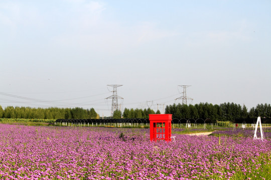 柳叶 马鞭草 野花 山花 花海