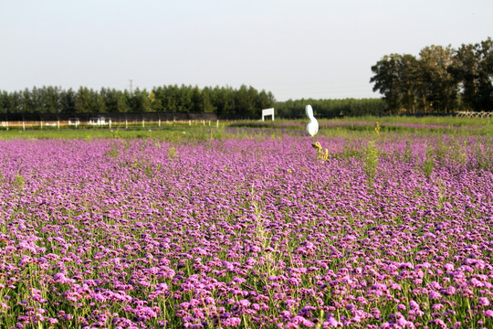 野花 山花 花海