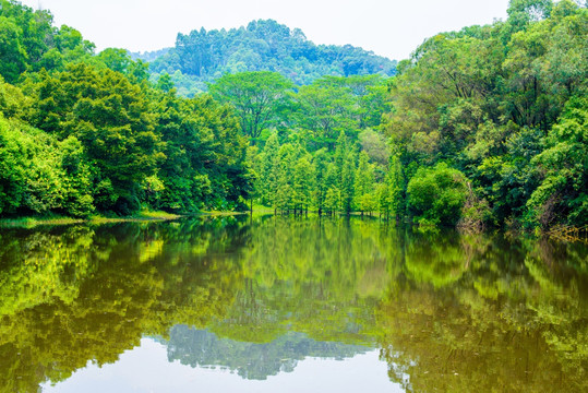 阳光湖泊水杉林