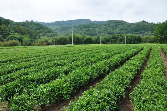 新昌绿茶茶园