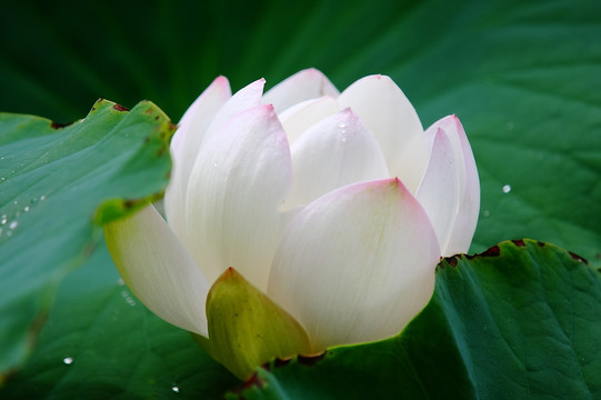 雨后白荷