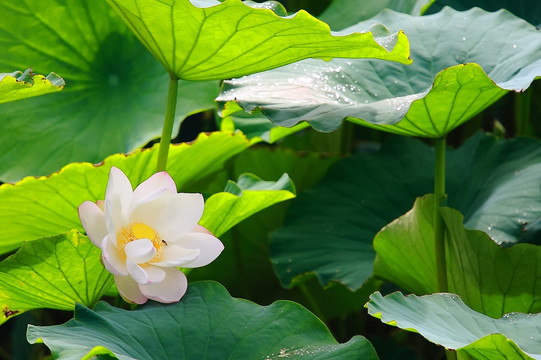 雨后白荷