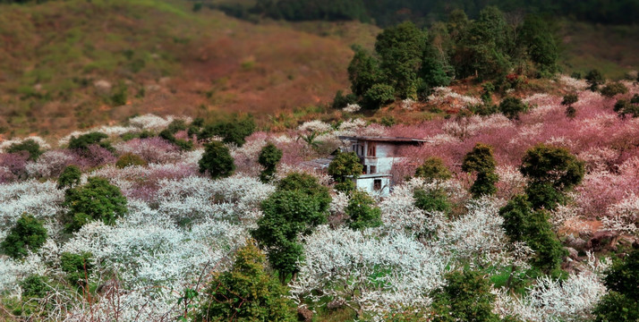 惠州梁化桃李花