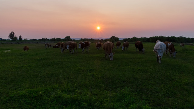 落日和牛群