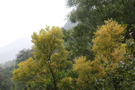 黄叶  树林 树木