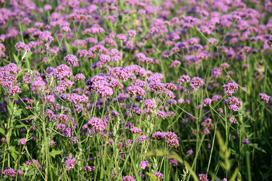 野花 山花 花海