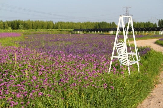 柳叶 马鞭草 野花 山花 花海