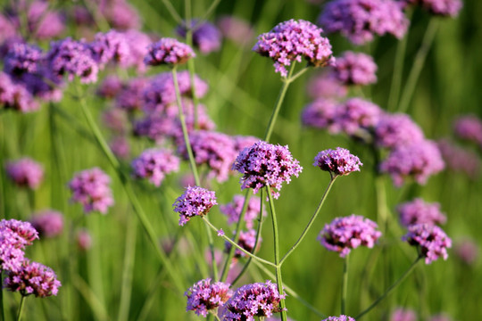 柳叶 马鞭草 野花 山花 花海