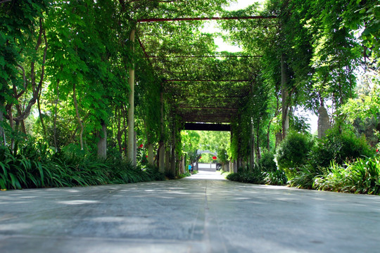 绿荫大道 绿荫 森林 街道