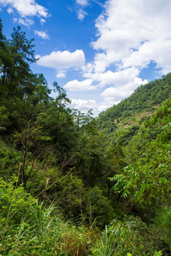 大奇山风光