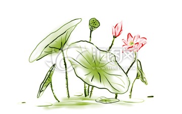 蓮 荷花