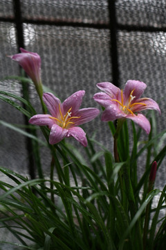 风雨兰 兰花