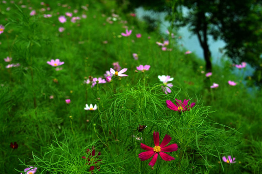 格桑花