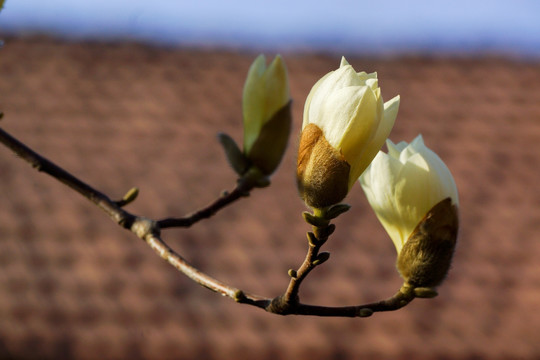 玉兰花枝