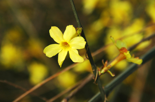 小黄花