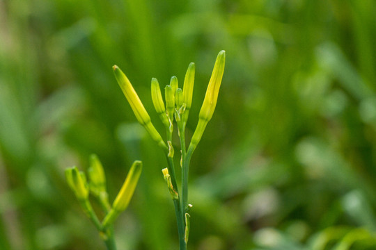 黄花菜 金针菜