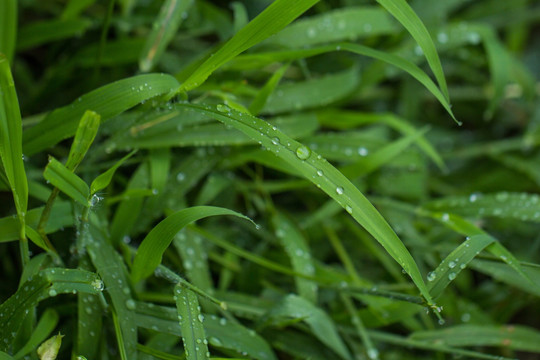 绿茅草 竹叶草 绿色植物背景