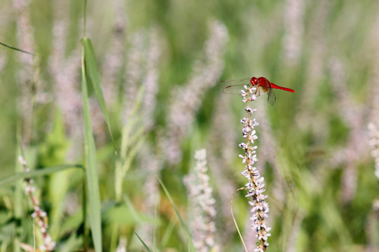 薰衣草上停落的红蜻蜓