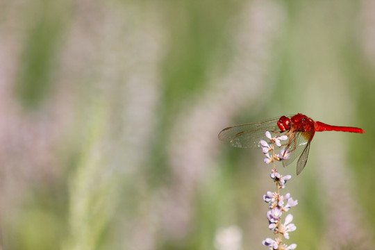 停在薰衣草上的红蜻蜓