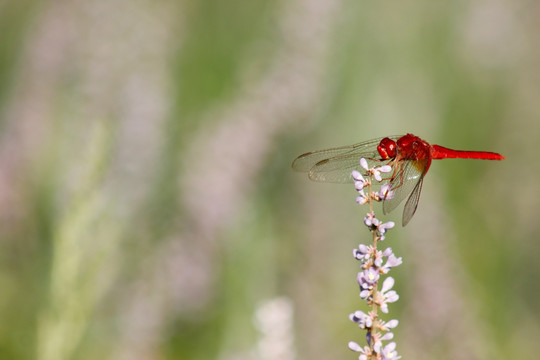 停在薰衣草上的红蜻蜓