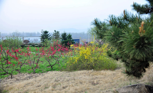 公园风景 桃花盛开