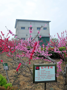 厂区风景  厂区绿化  工厂