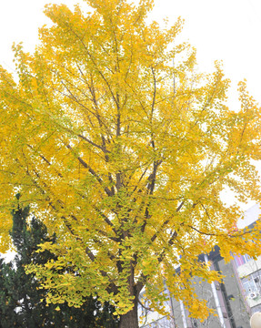 秋天黄叶  树叶 银杏