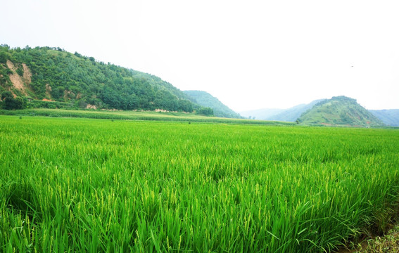 南泥湾稻田