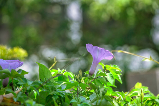 牵牛花