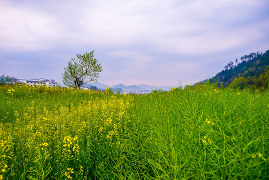 油菜花