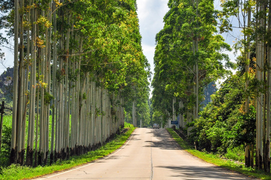 桉树道路