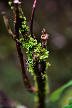 苔藓 松萝