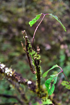 苔藓 松萝