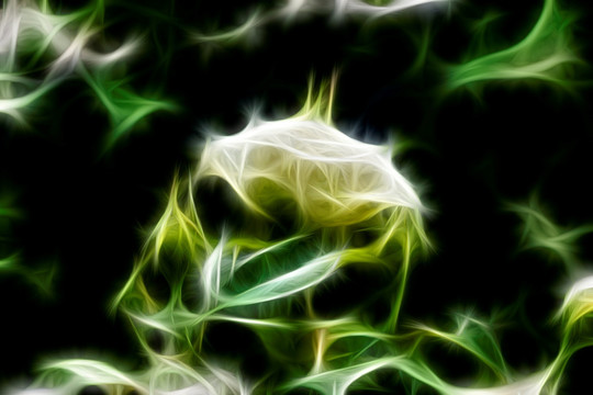 白色月季花叢