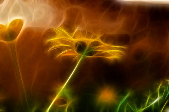 菊花叢