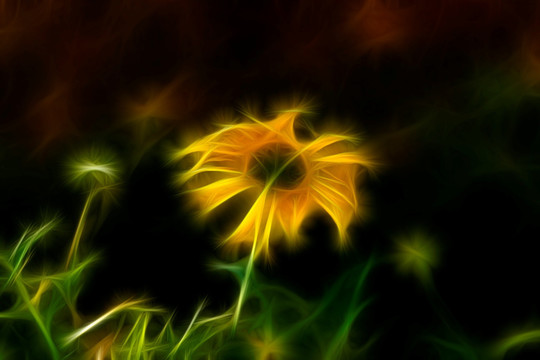 菊花叢