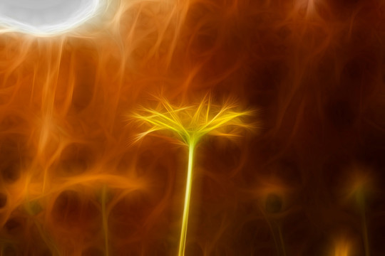菊花叢