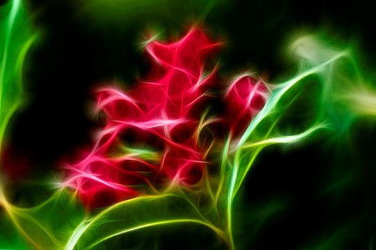 滿堂紅花卉