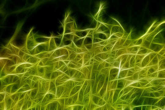 夢(mèng)幻草叢