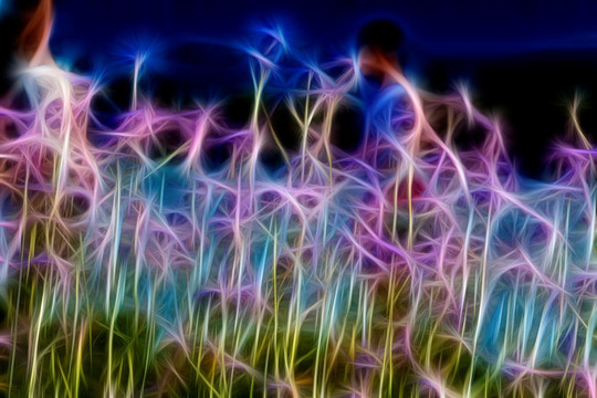 夢(mèng)幻薰衣草