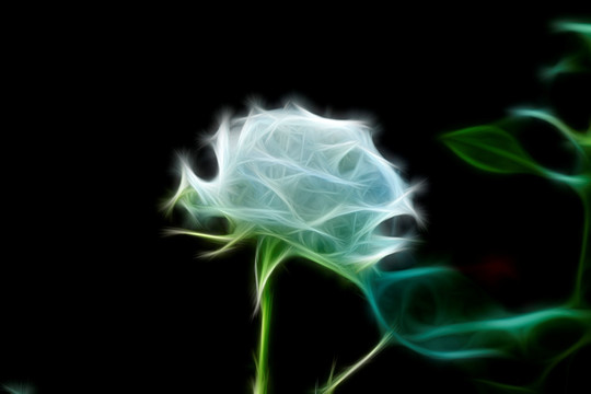 月季花