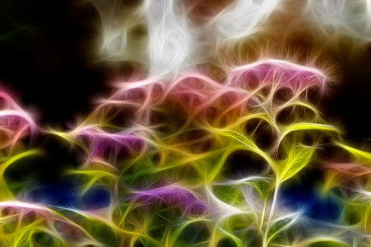 紫荊花開