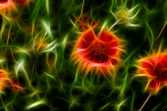 鄒菊花叢