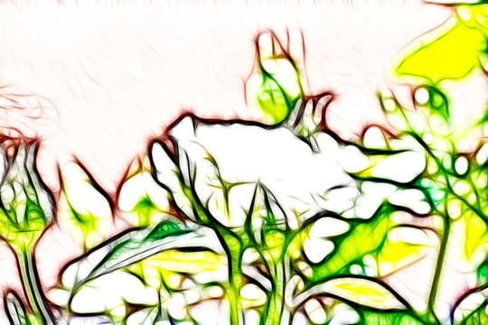 白色月季花叢