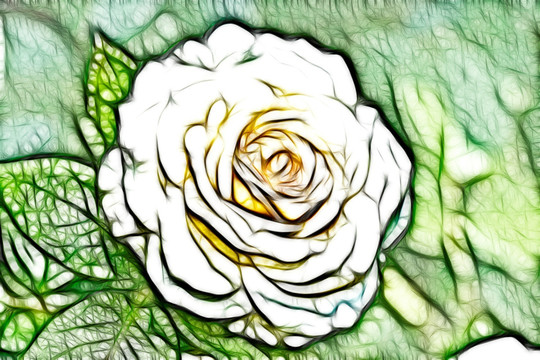 白色月季花叢