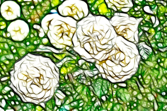 白色月季花叢