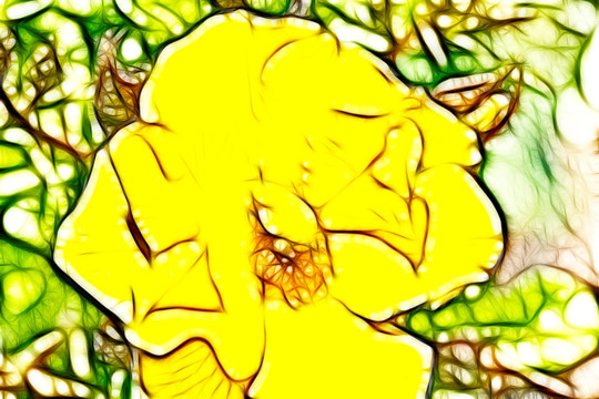 黃色月季花