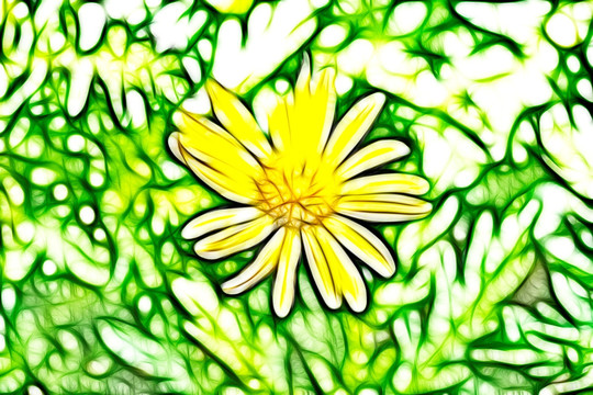 菊花叢