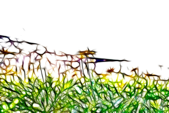 菊花叢