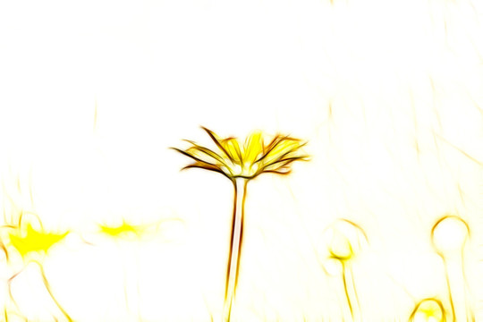 菊花叢